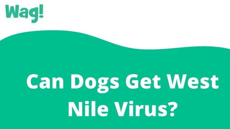 can dogs